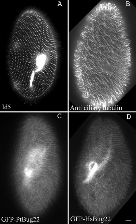 Ciliary And Basal Body Localization Of Paramecium And Human Bug22p Gfp