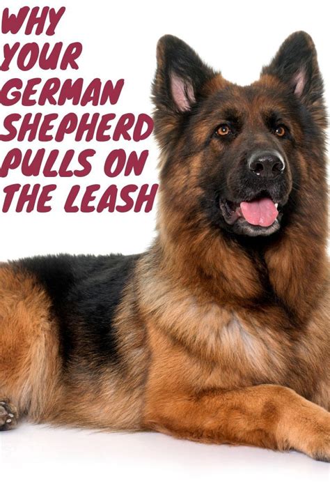 Pin On German Shepherd Tips