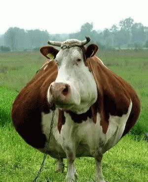 Fat Cow Gif Fat Cow Moo Descubrir Y Compartir Gifs