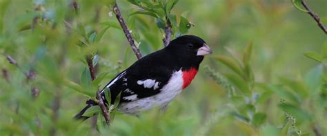 The Great North American Bird Migration Passes Through
