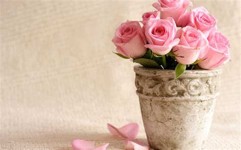 Flowers Bucket Roses Vase Pink Roses Wallpaper 2560x1600