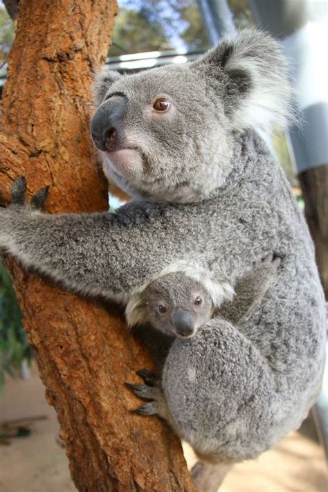Pin By Patti Gordon On Cute Baby Animals Baby Koala Koala Koalas