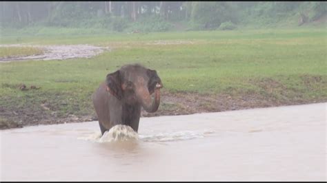 Elephant Run Through The Rain Across River To Reunion With Friend