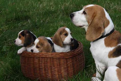 How Much Do Beagle Puppies Cost Solved Embora Pets