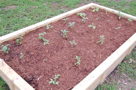 Maybe you would like to learn more about one of these? The Conservatory: Simple Soil Recipe for Raised Beds