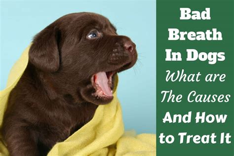 How To Make A Dogs Breath Smell Better Actionable Tips My Dog Has