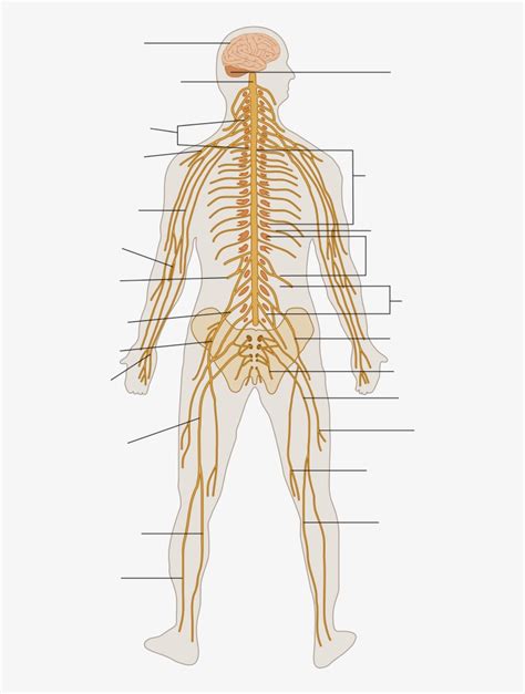 A diagram of the human nervous system. Nervous System Diagram - Central nervous system - The ...