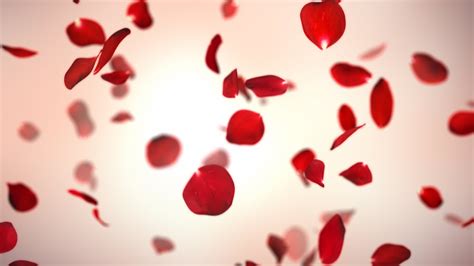 Falling Red Rose Petals Background Youtube