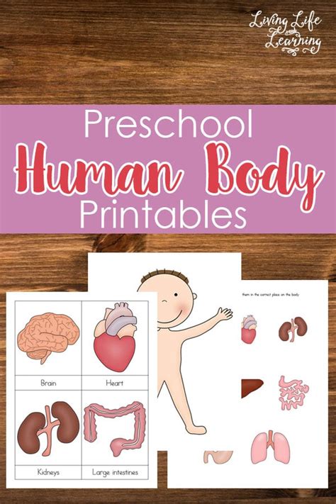 Human Body Systems Worksheets For Kids