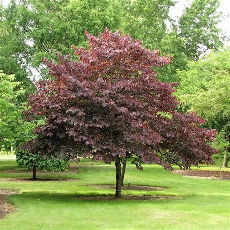 Newport Flowering Plum Tree Plantingtree