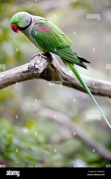 Alexandrine Parakeet Psittacula Eupatria Perched On A Tree Branch In