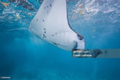Manta Ray Floating Underwater High Res Stock Photo Getty Images