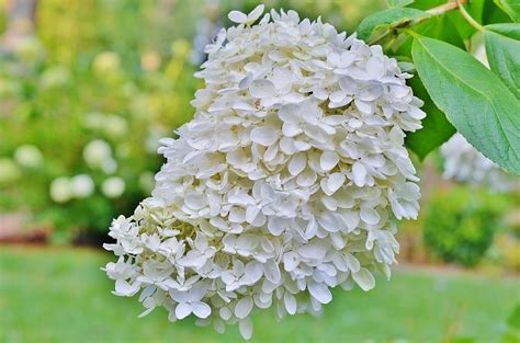 Silk flowers will last for months, but real flowers only last a few days at most. 5 Must-Have Shrubs with White Flowers...to Extend the Life ...