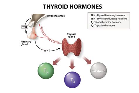 The Thyroid Gland In The Endocrine System