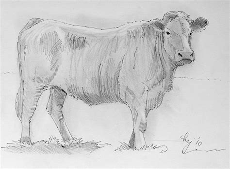 Cow Pencil Drawing Images Hd 12934693 Likes · 181386 Talking About