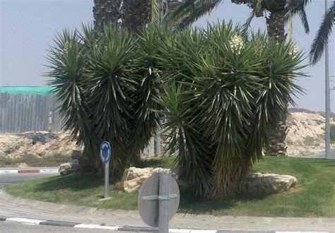 Foraging Yucca Blossoms Wild Edibles Penniless Parenting