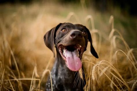 German Shorthaired Pointer Growth Chart German Shorthaired Pointer Weight Calculator