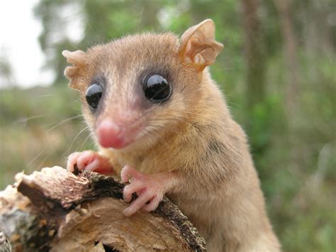 Ninety Six Scientists Co Author Paper On Rainforest Mammals