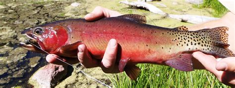 Utahs New ‘cutthroat Trout Slam Catch All 4 Get A Reward Video