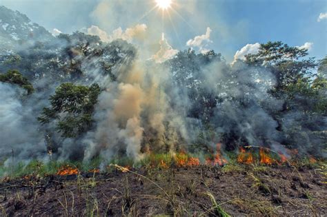 Why Our Forests Are Burning Rainforest Alliance
