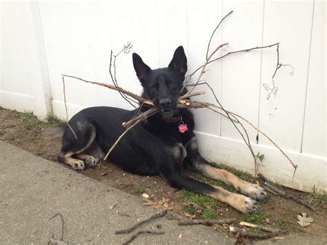 Veterinarians Warn Dog Owners Against Playing Fetch With Sticks