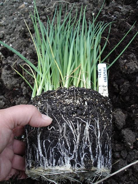 Leeks are one of the few vegetables that can be harvested all the way through the winter, making it not only versatile, but valuable too. Down on the Allotment: Planting out Leeks
