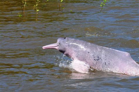 Mission To Save River Dolphins In Amazon