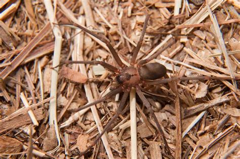The term necrotic arachnidism literally means tissue death by means of a spider bite. Brown Recluse Infestation - How To Tell If You Have An ...