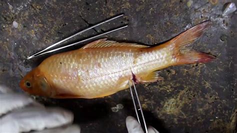 Pembelajaran Ipa Morfologi Dan Anatomi Ikan Mas Youtube