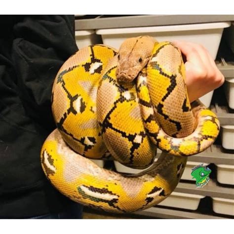 Platinum Reticulated Python 5ft Male Strictly Reptiles