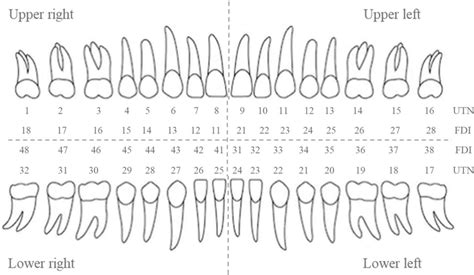 Universal Tooth Numbering Utn System And Fédération