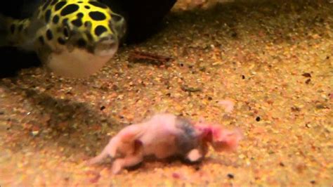 Green Spotted Puffers Eating Pinky Youtube