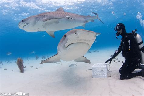 Diving With Tiger Sharks In The Bahamas Jackson Hole Wildlife Safaris