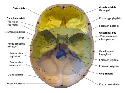 Skull Basis Cranii Interna Labelled DocCheck