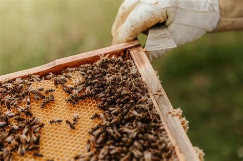 How Do Your Pesticides Affect Bees 🐝