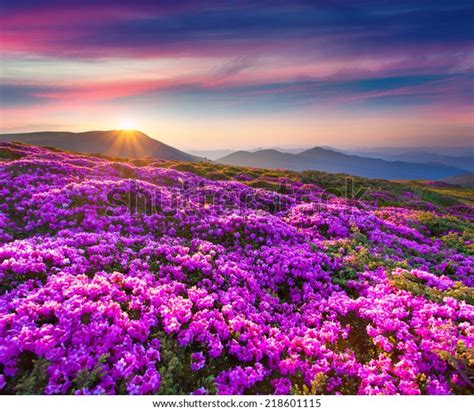 Magic Pink Rhododendron Flowers In The Mountains Summer Sunrise