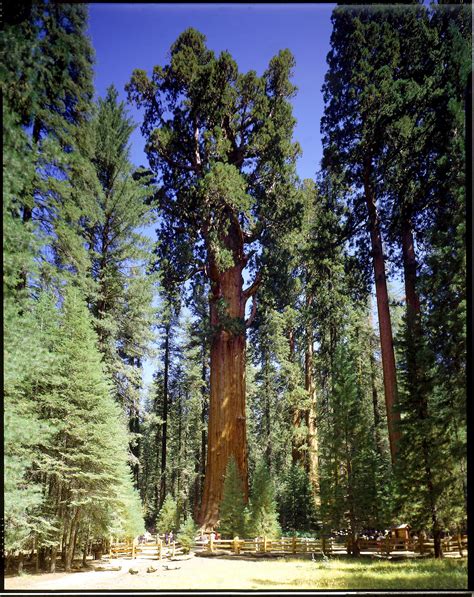 5 Of The Most Famous Trees Around The World American Forests