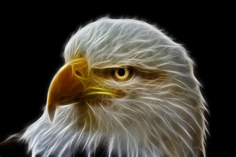 Glowing Eagle Photograph By Shane Bechler Fine Art America