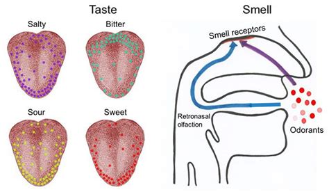 Battle Of The Senses Taste Versus Smell Science Project Science Projects Computer Science