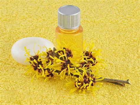 How to use neem oil for scabies: How To Treat Scabies Using Tea Tree Oil? - Dr. Farrah MD