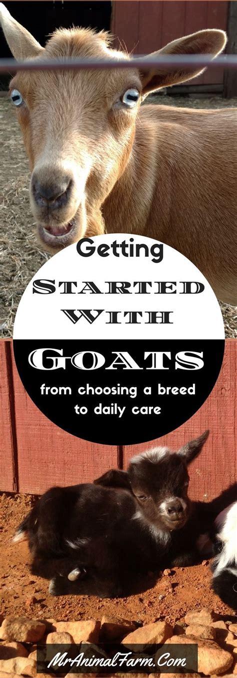 Wanna Get Started Raising Goats Find Out How You Can Raise Your Own