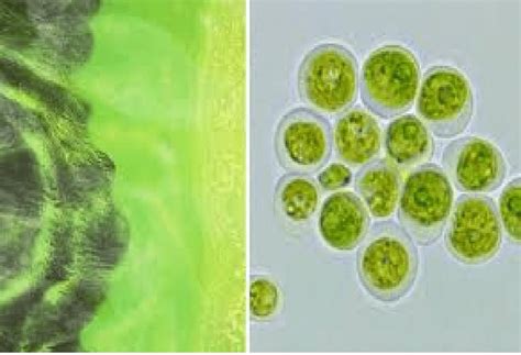 Blue Green Algae Download Scientific Diagram