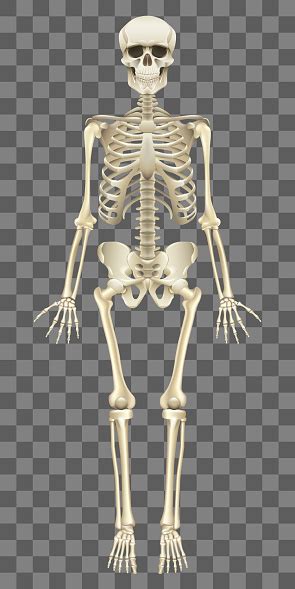 Human Skeleton Isolated On White Vector Stock Illustration - Download ...