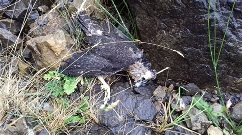 Police Investigate Pigeon Bait Peregrine Falcon Death Bbc News