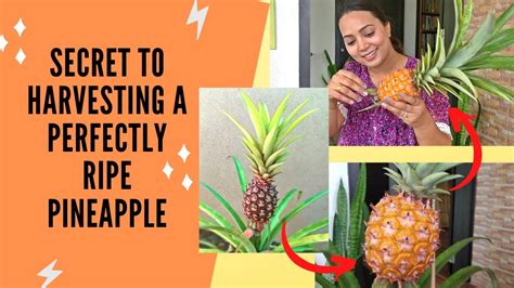 How To Identify A Perfectly Ripe Pineapple Know The Correct Way To