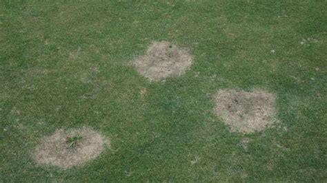 How To Identify Control And Prevent Spring Dead Spot Lawn Disease