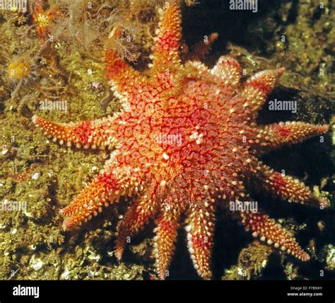 Sunstar Starfish With A Brittle Star Passenger Amazing Underwater