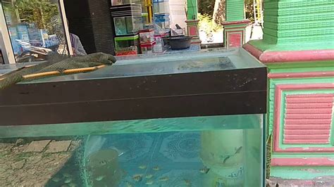 Ikan gabus di dunia ikan hias tidak kalah dengan ikan hias lainnya. Membeli Aksesoris Aquarium Buat Ikan Hias - YouTube