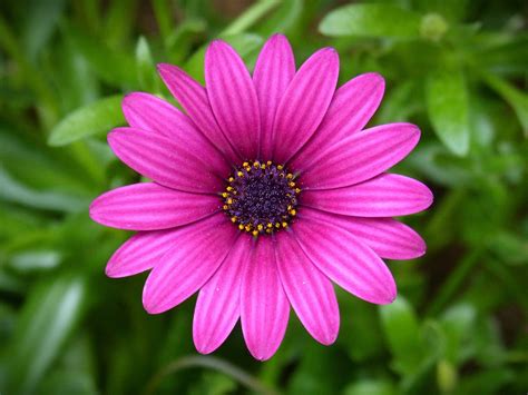 Purple Daisy Flower Beauty Free Photo On Pixabay Pixabay