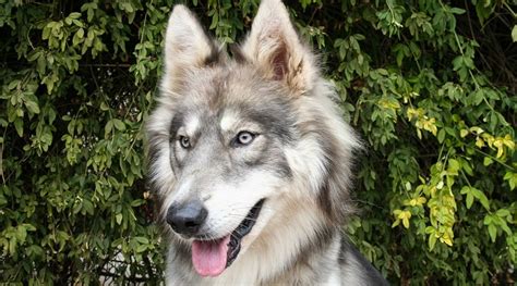 Siberian Husky Wolf Mix Can You Own An Exotic Wolfdog Hybrid